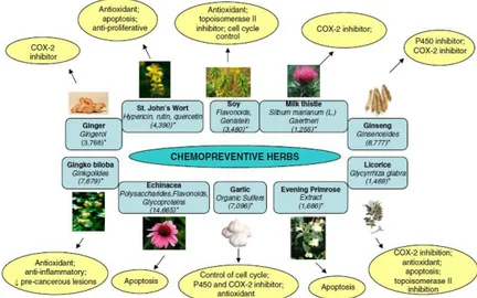 Figure  1 .  Some  of  the  herbs  widely  consumed  in  USA  and  reported  to  have  chemopreventive  efficacy  in  the  literature