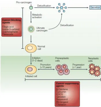 Figure  2.  The  process  of  carcinogenesis  is  defined  as  initiation,  promotion  and  progression