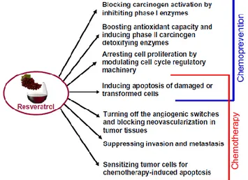 Figure  4.  Biochemical  mechanisms  responsible  for  chemopreventive  and  chemotherapeutic potential of resveratrol