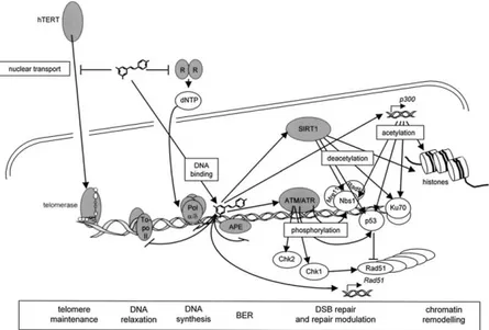 Figure 5. Nuclear activities of resveratrol with relevance for DNA repair. Gray color  marks the immediate targets of resveratrol