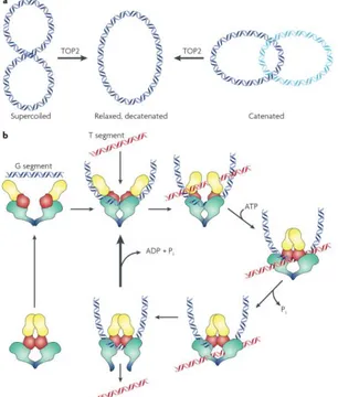 Figure 6. a. Reactions catalyzed by eukaryotic TOPO2 include decatenation 