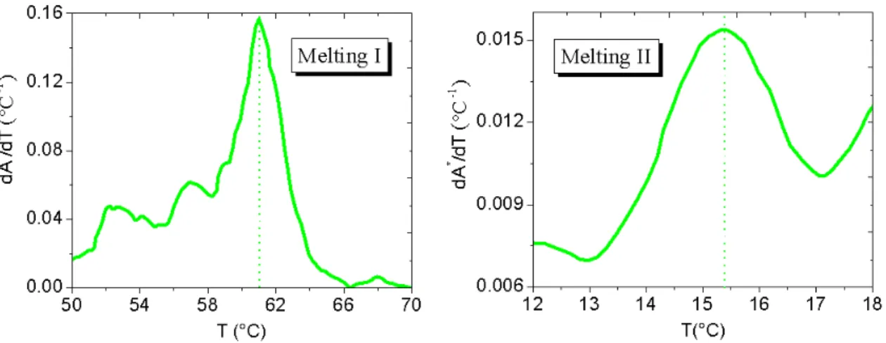 Figure 4.7: First derivative of the absorbance signal for both the observed melting processes (50 mM NaCl).