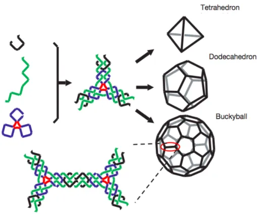 Figure 2.12: A symmetric three-arm junction assembles into a three-dimensional tetrahedron, octahedron or buckyball