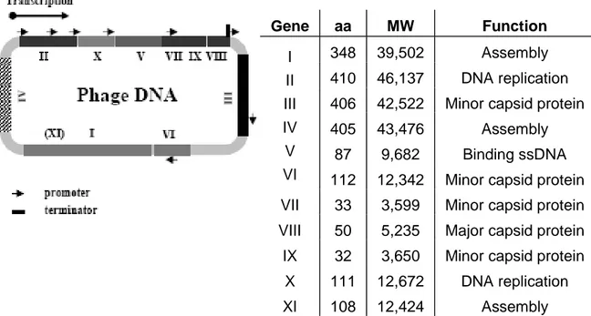 Figure 1.4 Genome and gene products of the fl bacteriophage. The single-