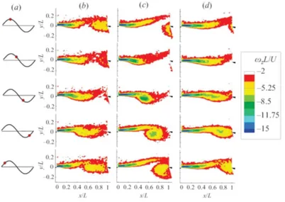Figure 1.11: Contours of phase averaged vorticity for three different flow speeds. In all the cases the predominant acoustic mode is the Helmholtz resonance and the amplified shear layer instability is the first hydrodynamic mode (Ma et al