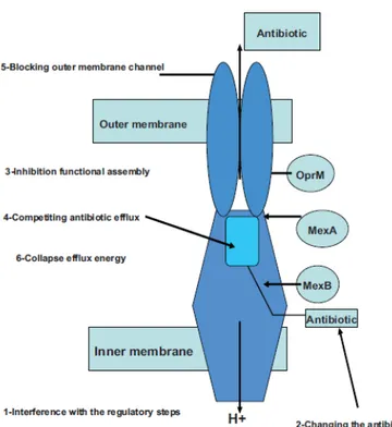 Figure  7.  Schematic  illustration  showing  the  general  mechanisms  of  efflux  pump  inhibition 