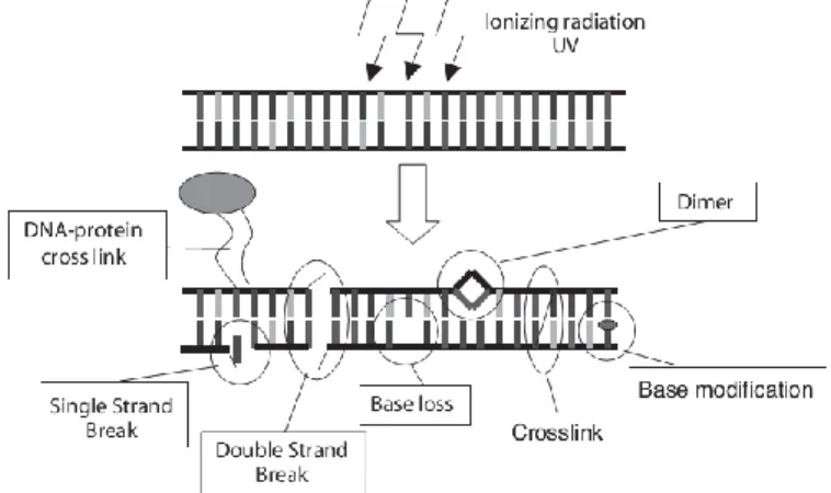 Figure 3: Types of radiation-induced DNA damage (Scholz, 2003).