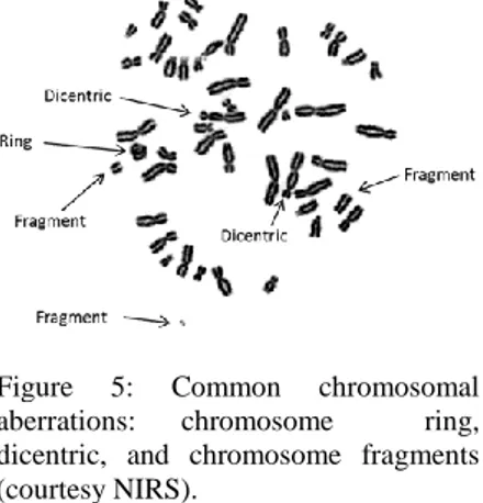 Figure  5:  Common  chromosomal  aberrations:  chromosome  ring,  dicentric,  and  chromosome  fragments  (courtesy NIRS).