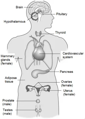Figure 1.2: Endocrine systems targeted by EDs. Model of hormone- hormone-sensitive physiological systems vulnerable to EDs (Diamanti-Kandarakis et  al., 2009)