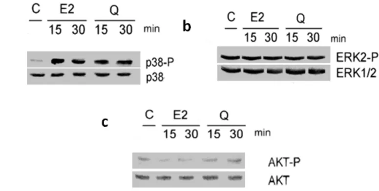 Figure 3.9: Effect of 17β-estradiol  (E2) and quercetin on kinases  activation.  Western blot analyses of p38 (panel a), ERK (panel b), and  AKT (panel c) activation after 15 and 30 min of 17β-estradiol (E2,10 -8  M) 