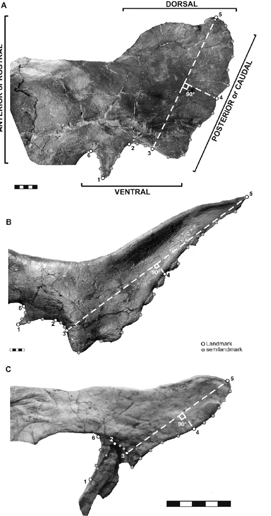 Figure 2.1. Landmarks and semi-landmark configuration applied to squamosal: A, Centrosaurus apertus, 