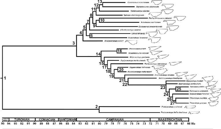 Figure 2.2. Phylogenetic tree with all species considered in this study. The black contour depicts 