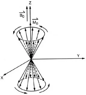 Figure 2.1: Precession of nuclear spins (I = 1/2) at thermal equilibrium, in a stationary