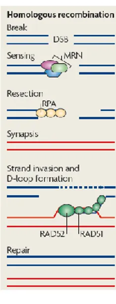 Figure 1. Homologous recombination repair. After the recognition  of the DNA lesion, the MRN  complex  is  recruited  to  DSB  and  generates  single-stranded  DNA  (ssDNA)  by  resection