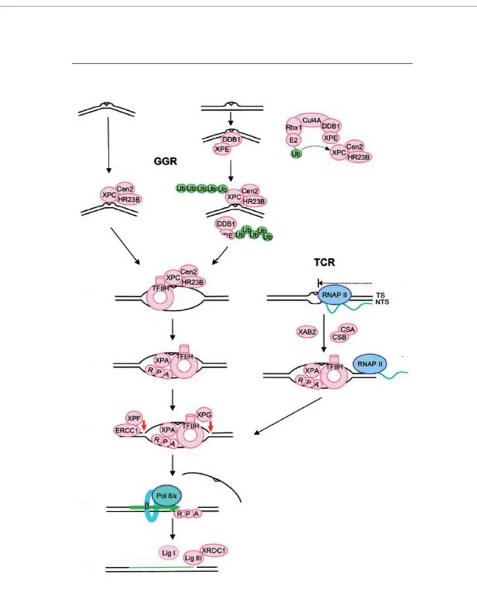Figure 3. Sub-pathways of NER. In GGR the lesion sensing involves XPC/HR23B/Cen2 whereas in TCR DNA damage  is recognized by RNAP II