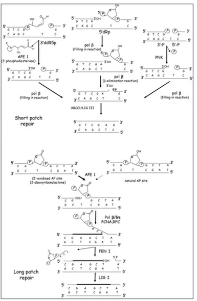 Figure 4. Schematic representation of short patch and long patch BER repair (Fortini P