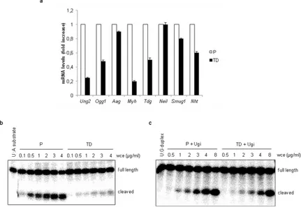 Figure  6.  DNA  glycosylases  are  downregulated  in  terminally  differentiated  muscle  cells