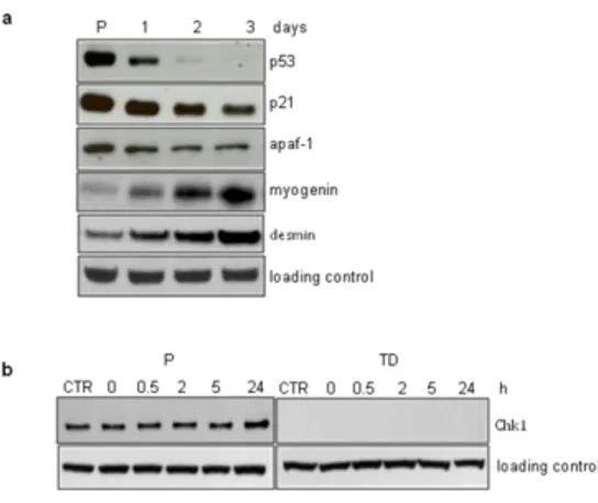 Figure  10.  The  expression  of  DDR  and  apoptosis  genes  changes  during  differentiation