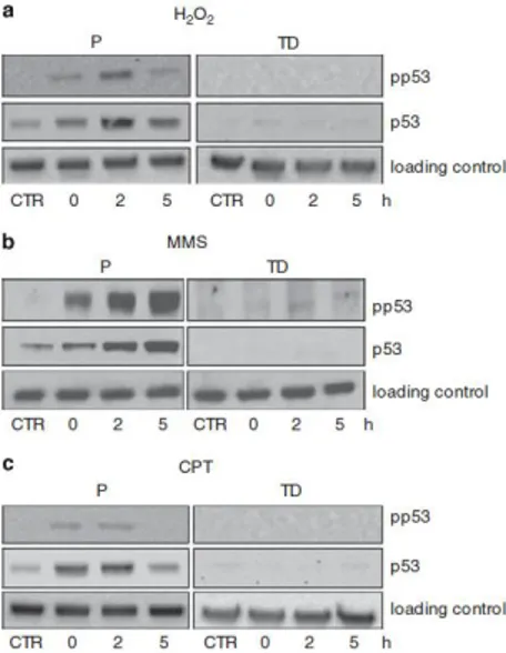 Figure  11.  The  p53  response  is  impaired  in  myotubes  after  exposure  to  SSB    inducers