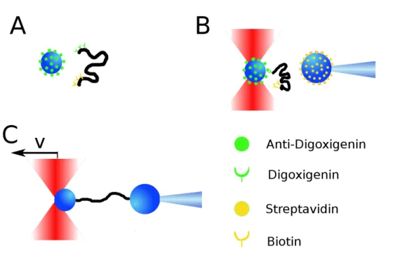 Figure 2.4: The three main steps in a pulling experiment with double stranded DNA. A) Tailed DNA (Appendix B) is incubated in an eppendorf tube with  anti-digoxigenin coated polystyrene beads for 15 min