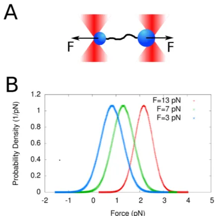 Figure 2.8: A) When two tethered beads are in mechanical equilibrium, i.e. when the two traps do not move, the mean forces on the two traps must be opposite