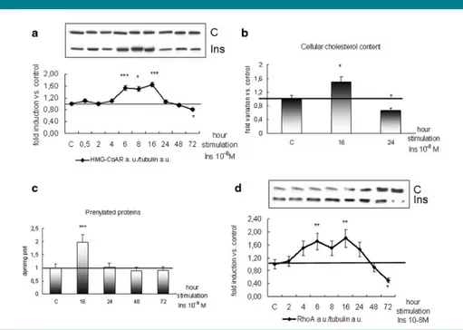 Fig. 2. HMG-CoAR and RhoA protein levels, cellular cholesterol and prenylated protein levels