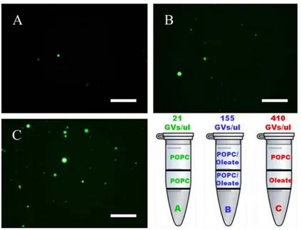 Fig. 11: Counts were performed using 10 photos of vesicles within the hemocytometer by the fluorescence microscopy, using the 10x magnification