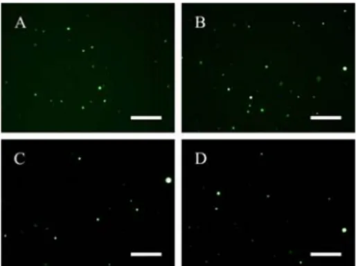 Fig. 11: Fluorescence images of POPC:oleate (1:1)  GVs labeled with calcein. Outer buffer volume is in  A) = 200ul; B) = 300ul; C) = 400ul and D) = 500ul