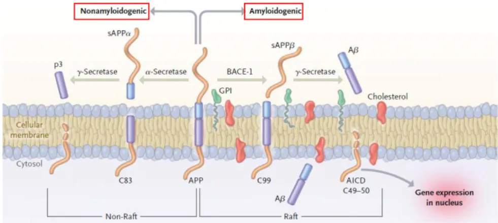 Fig.  1.4  Processing  of  APP:  nonamyloidogenic  and  amyloidogenic  pathways.  APP  is  a  transmembrane protein with a large N-terminal extracellular tail