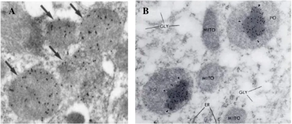 Fig. 2.1 Morphology and enzymatic content of mammalian peroxisomes. A)  Immunoelectron  microscopy of catalase in rat kidney, showing colloidal gold-labelled peroxisomes (arrows), with a  finely  granular  matrix  in  the  absence  of  a  crystalline  core