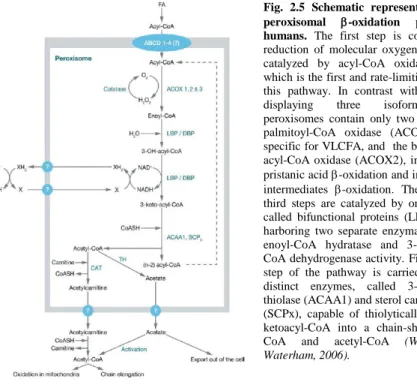 Fig.  2.5  Schematic  representation  of  the  peroxisomal   -oxidation  pathway  in  humans