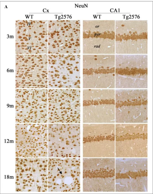 Fig.  4.1  NeuN  immunohistochemical  localization  in  3-,  6-,  9-,  12-,  and  18-month-old  WT  and  Tg2576 brain