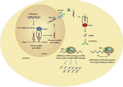 Figure 2. In the nucleus, the RNase III–type enzyme Drosha processes the long  primary transcripts (pri-miRNA), yielding a hairpin precursors (pre-miRNA)  consisting of approximately 70 nt