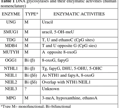 Table 1 DNA glycosylases and their enzymatic activities (human  nomenclature) 
