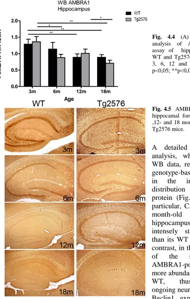 Fig.  4.4  (A)  Densitometric  analysis  of  AMBRA1  WB  assay  of    hippocampus  from  WT  and  Tg2576    mice,  ageing   3,  6,  12  and  18  months