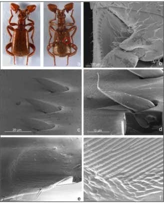 Figure 1- SEM micrographs of Paussus favieri (female). a. dorsal and ventral view of 
