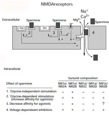 FIG. 1.6 MODULATIONS OF NMDA RECEPTORS BY EXTRACELLULAR PA S . 