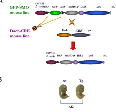 FIG . 3.1  DACH :: SMO TRANGENIC MICE OVEREXPRESSING SMO ENZYME IN THE BRAIN CORTEX . 