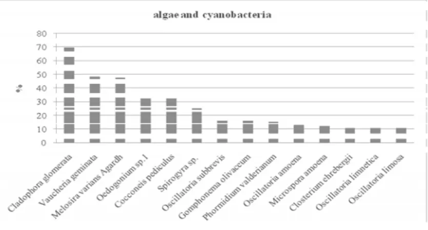 Fig. 3.2: More common species of algae and cyanobacteria in the watercourses of the Tiber basin 