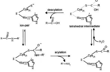 Figure  2:  Mechanism  of  substrate  hydrolysis  by  papain-like  cysteine 