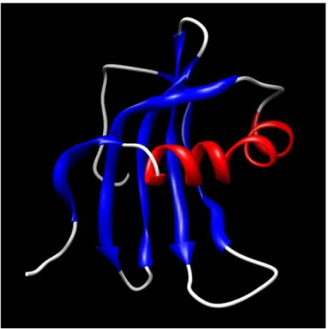 Figure 4: Structure of Stefin A (code PDB: 1DVD) (Gillmor et al., 1997). 