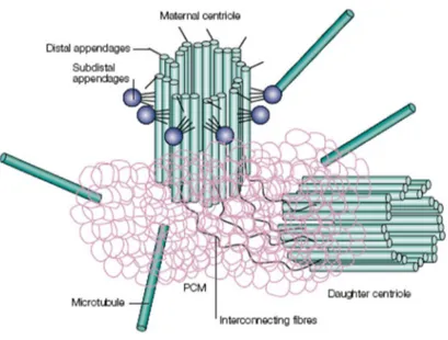 Fig.  3  The  centrosome  is  composed  by  a  pair  of  centrioles  surrounded  by  pericentriolar  material  that  nucleates  microtubules  around  the  ends  closest  to  one  another