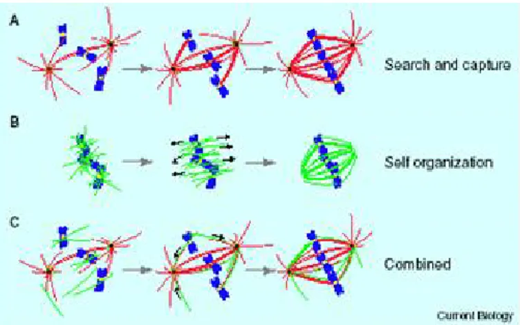 Fig.  4  Models  of  spindle  assembly:  search  and  capture  (a);  self  organization  (b); 