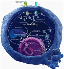 Fig.  7.  Extrinsic  and  intrinsic  pathways  of  apoptosis.  A  representative  image  from 