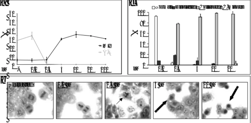 Figure 1. CA-4 caused mitotic arrest and generation of abnormal metaphases in H460 cells