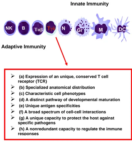 Figure 3. γδ T lymphocytes. A point of connection between innate and  acquired immunity