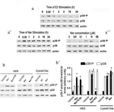 Figure 3.9: Effect of E2 and Nar on p38 activation. (a, a’, and a”) ERα  transfected  HeLa  cells  were  un-stimulated  (0)  or  stimulated  with  either  10  nM  E2  (0.25  to  24  h)  or  with  10  µM  Nar  (0.25  to  24  h)  or  for  1  h  with  differe