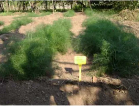 Fig. 1.5. The seed nursery.                                             Fig. 1.6.  Foeniculum vulgare in the parcels