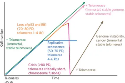 Fig.  2  Telomere  shortening,  senescence  and  cancer.  Primary  cells  divide  exponentially,  and  telomeres  shorten  from  ~15  kilobases  (kb)  until  they  reach  a  critical length, 4–6 kb