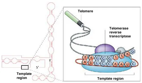 Fig.  3  Human  telomerase  is  a  cellular  reverse  transcriptase.  It  is  composed  of  two  essential  components:  telomerase  reverse  transcriptase  catalytic  subunit  (hTERT)  and  functional telomerase  RNA  (hTR),  which  serves as a template  